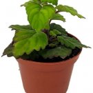 Plectranthus Ernstii Zen Buddha Swedish Ivy Plant 2.5" Pot Houseplant or Bonsai Fresh Garden