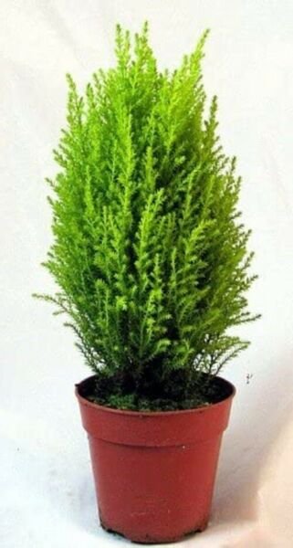 Goldcrest Cypress Tree Lemon Scented Plant Indoors 4.5" Pot Fresh Garden