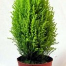 Goldcrest Cypress Tree Lemon Scented Plant Indoors 4.5" Pot Fresh Garden