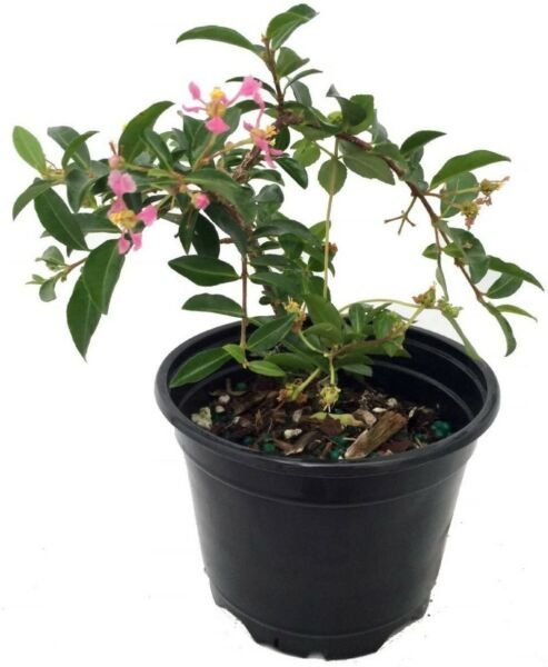 Malpighia Emarginata Barbados Cherry Plant Houseplant Indoors 4" Pot Fresh Garden