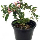 Malpighia Emarginata Barbados Cherry Plant Houseplant Indoors 4" Pot Fresh Garden
