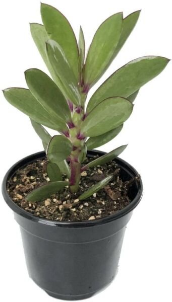 Senecio Crassissimus Vertical Leaf Succulent Plant Easy Live Houseplant 2.5" Pot Fresh Garden
