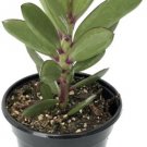 Senecio Crassissimus Vertical Leaf Succulent Plant Easy Live Houseplant 2.5" Pot Fresh Garden