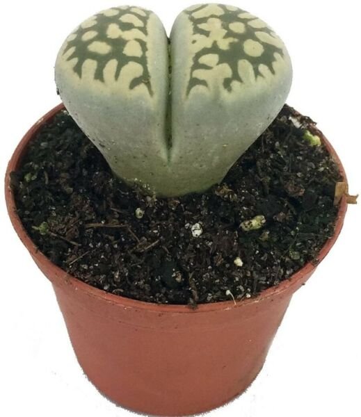 Lithops Living Stone Plant Strange Plant 2" Pot Live Strange Houseplant Indoor Fresh Garden