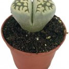 Lithops Living Stone Plant Strange Plant 2" Pot Live Strange Houseplant Indoor Fresh Garden
