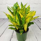 Croton Gold Dust Plant Indoor 4" Pot Colorful Live Houseplant Fresh Garden