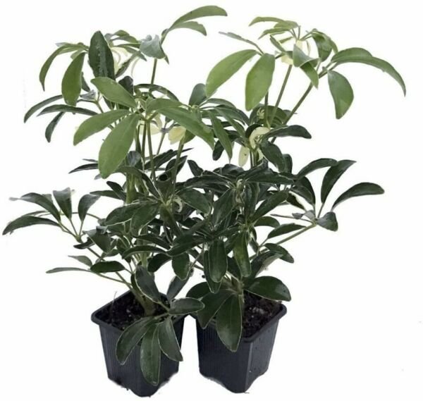 Hawaiian Schefflera Creme Green 2 Plants Great Live Indoors Plant 3" Pot Fresh Garden