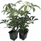 Hawaiian Schefflera Creme Green 2 Plants Great Live Indoors Plant 3" Pot Fresh Garden