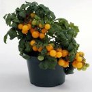 Seed Sweet N Neat Yellow Tomato 15 Seeds Indoors or Fresh Garden