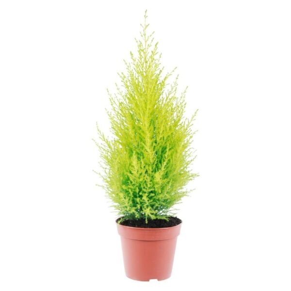 Goldcrest Cypress Tree Lemon Scented Live Indoors Plant 6" Pot Fresh Garden