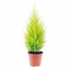 Goldcrest Cypress Tree Lemon Scented Live Indoors Plant 6" Pot Fresh Garden