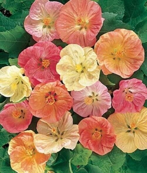 Abutilon Bella Tropical Flowering Maple 20 Seeds Seed Fresh Garden