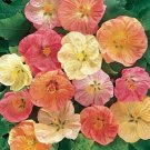 Abutilon Bella Tropical Flowering Maple 20 Seeds Seed Fresh Garden
