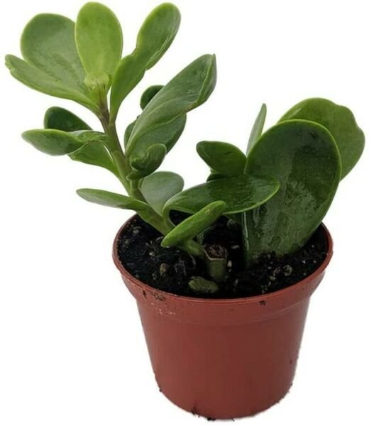 Senecio Jacobsenii Trailing Jade Plant Indoor Easy to Grow Houseplant 2.5" Pot Fresh Garden