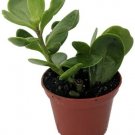 Senecio Jacobsenii Trailing Jade Plant Indoor Easy to Grow Houseplant 2.5" Pot Fresh Garden