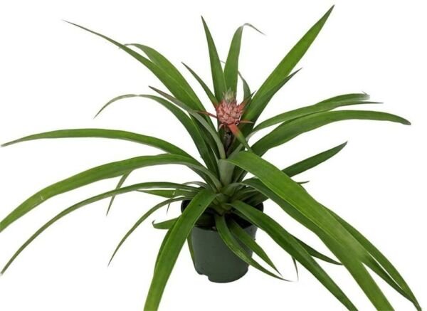 Ananas Comosus Fruiting Pineapple Live Plant Great Indoors 5" Pot Fresh Garden