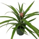 Ananas Comosus Fruiting Pineapple Live Plant Great Indoors 5" Pot Fresh Garden