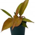 Philodendron Prince of Orange Moonlight Plant Easy to Grow 4" Pot Houseplant Fresh Garden