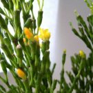 Rhipsalis Salicornioides Spice Cactus Live Plant 2.5" Pot Easy to Grow Succulent Fresh Garden