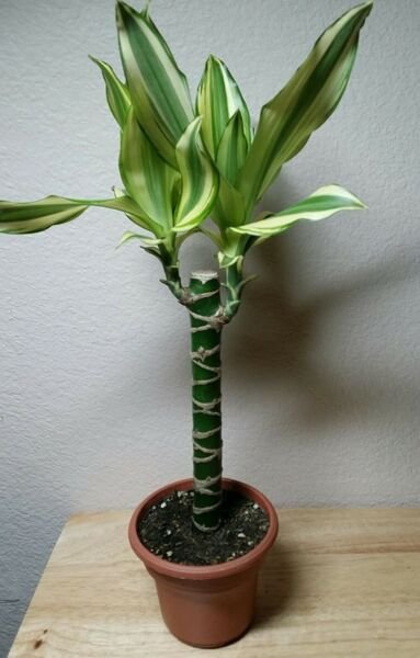 Dracaena Creme Green Corn Live Plant 6" Pot Easy to Grow Houseplant Indoor Fresh Garden