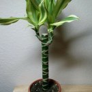Dracaena Creme Green Corn Live Plant 6" Pot Easy to Grow Houseplant Indoor Fresh Garden