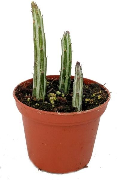 Senecio Stapellimis Candy Stick Pickle Live Plant 2.5" Pot Collector's Series Fresh Garden