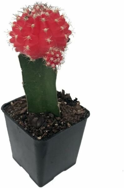 Cactus Red Grafted Moon Live Plant Easy to Grow 2.5" Pot Indoor Houseplant Fresh Garden