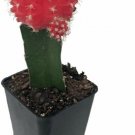 Cactus Red Grafted Moon Live Plant Easy to Grow 2.5" Pot Indoor Houseplant Fresh Garden
