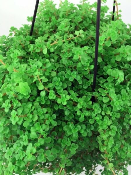 Pilea Depressa Large Leaf Baby Tears Jobes - Tears/Tiny Tears 2.5" Pot Fresh Garden