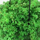 Pilea Depressa Large Leaf Baby Tears Jobes - Tears/Tiny Tears 2.5" Pot Fresh Garden