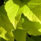 Golden Boston Ivy Parthenocissus Fenway Park Live Plant 2.5" Pot Fresh Garden