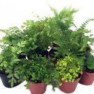 10 Plants Terrariums/Fairy Mini Ferns 2" Pots Indoor Fresh Garden