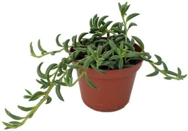 Senecio Radicans Live Plant String of Bananas Succulent 2.5" Pot Indoor Fresh Garden