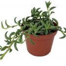 Senecio Radicans Live Plant String of Bananas Succulent 2.5" Pot Indoor Fresh Garden