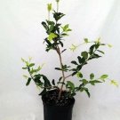 Malpighia Punicfolia Barbados Cherry Plant Acerola Indoors 6" Pot Fresh Garden