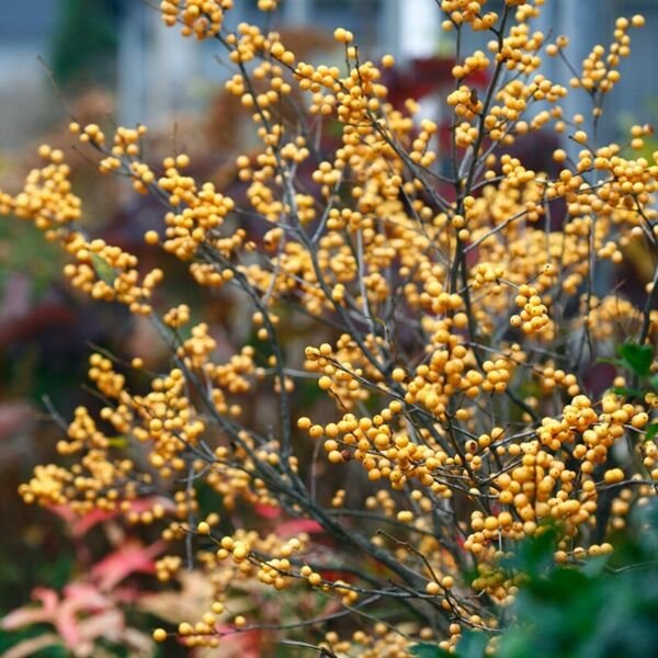 Gold Winterberry Holly Berry Heavy Live Plant 4" Pot Proven Winners Fresh Garden