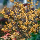 Gold Winterberry Holly Berry Heavy Live Plant 4" Pot Proven Winners Fresh Garden