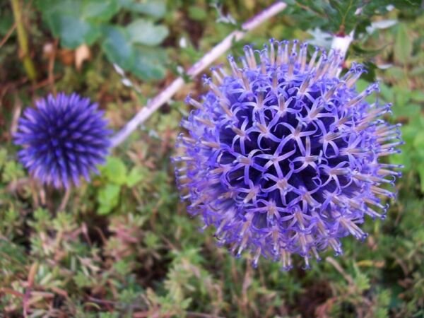 Echinops Ritro Seed Globe Thistle Perennial 50 Seeds Fresh Garden