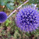 Echinops Ritro Seed Globe Thistle Perennial 50 Seeds Fresh Garden