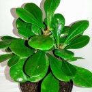 Euphorbia Pink Crown of Thorns Live Plant 4.5" Pot Pink Flowers Bloom Fresh Garden
