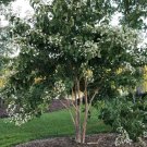 Heptacodium Temple of Bloom Seven Son Flower Live Plant 4" Pot Proven Winners Fresh Garden