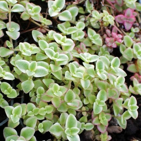 Sedum Succulent Little Missy Live Plant Flowers Indoors 2.5" Pot Fresh Garden