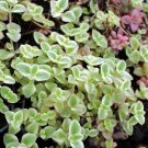Sedum Succulent Little Missy Live Plant Flowers Indoors 2.5" Pot Fresh Garden