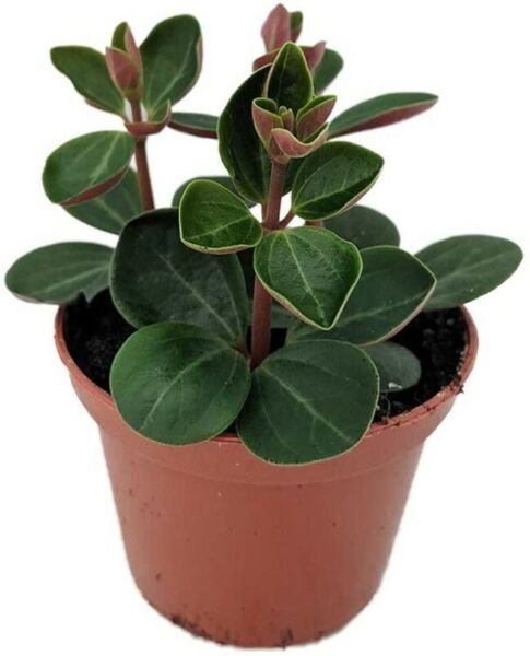 Peperomia Red Ecuador Live Plant 2.5" Pot Easy to Grow Succulent Houseplant Fresh Garden