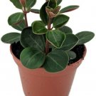 Peperomia Red Ecuador Live Plant 2.5" Pot Easy to Grow Succulent Houseplant Fresh Garden