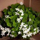 Lucky Green Shamrock 10 Bulbs Oxalis Regnelli White Flowers Edible Leaves Fresh Garden