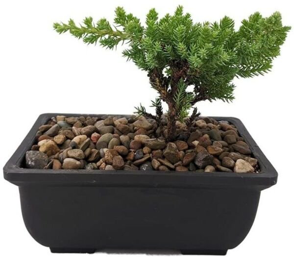 Juniper Bonsai Japanese Live Plant My First Tree Kit Plus Plastic Pot Indo/Outdo Fresh Garden