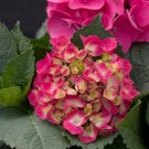 Hydrangea Macrophylla Cityline Paris Intense Red Live Plant Proven Winners 4"Pot Fresh Garden