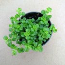 Pilea Depressa Large Leaf Baby Tears Jobes Tears Tiny Tears 2 Plants 2" Pots Fresh Garden