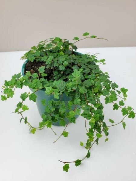Ficus Quercifolia Mini Oakleaf Creeping Fig Plant Terrarium Fairy 2.5"Pot Fresh Garden